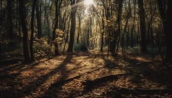 iluminado por el sol bosque camino, otoño hojas, tranquilo escena generado por ai foto