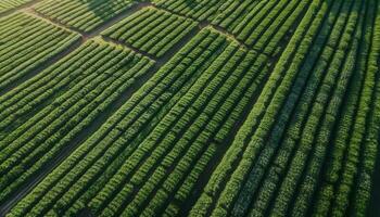 Nature Pattern Fresh Leaves Growth in Summer generated by AI photo