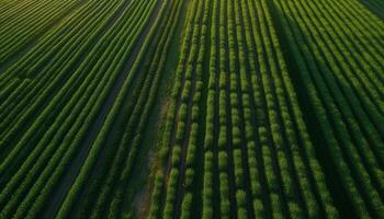 Green meadow, cereal plant in row pattern generated by AI photo