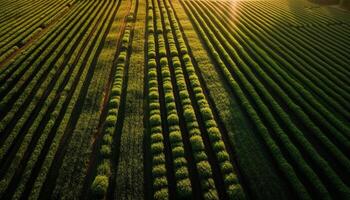 Rows of wheat thrive in rural landscape generated by AI photo