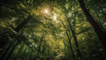 Vibrant autumn leaves illuminate tranquil forest path generated by AI photo