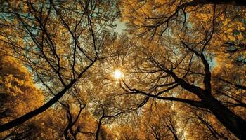 Backlit tree branch glows in autumn sunset generated by AI photo