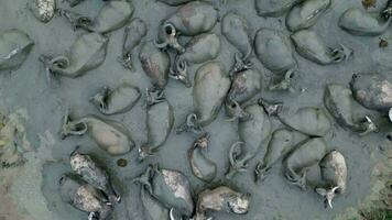 Interaktionen, Verbindung, und Kommunikation von Büffel im das Wasser. Antenne Aussicht video