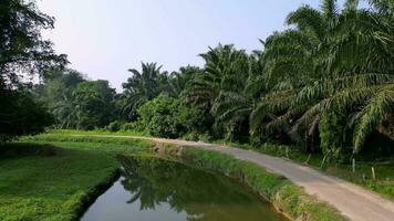 Fly over small curve river and rural path near oil palm plantation at Penang, Malaysia video