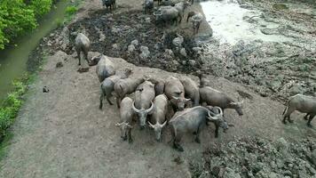 Aerial view group of buffaloes in the buffalo barn video