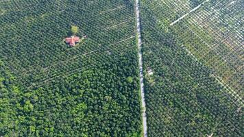 Antenne Aussicht aussehen Nieder Öl Palme Plantage Bauernhof mit ein Villa im Nibong Tebal, Penang video