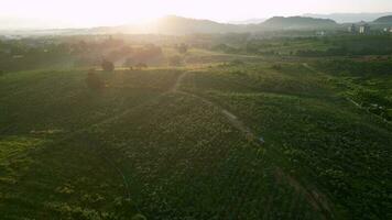 Aerial move over vegetable plantation in morning sunrise video