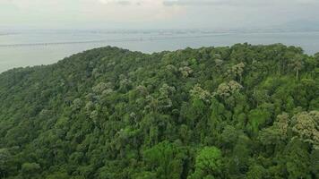 Aerial fly over Pulau Jerejak green forest with Penang Bridge at background video