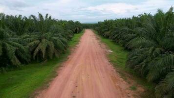 Aerial view move forward red clay soil road in oil palm estate video
