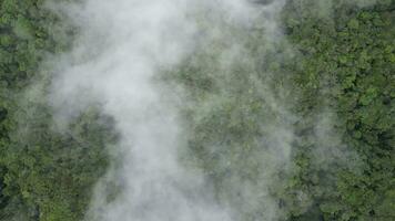 Aerial rotating look down misty fog over rainforest Cameron Highlands video