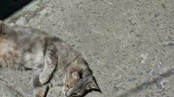 grigio gatto bugie su un asfalto. gatto prendere il sole e crogiolarsi nel il sole. avvicinamento. video