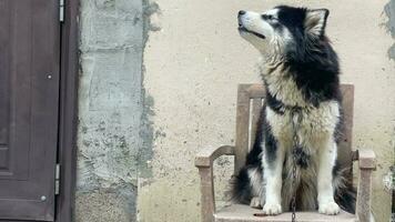 dichtbij omhoog gezicht van zwart wit vacht mengen ras Siberisch schor met donker ogen geïsoleerd zitten Aan stoel door muur buiten in natuurlijk bewolkt licht video