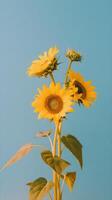 Sunflower Dreams Delightful Blend of Yellow and Sky Blue in a Minimalist Style photo