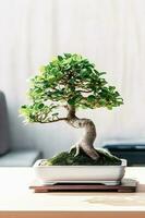 Bonsai Bliss Beginner's Handbook with Captivating White Background Photograph of Ficus Bonsai photo