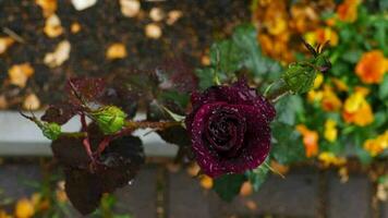 Dunkelrote Rose mit Wassertropfen und dunkelgrünen Blättern, die nach Regen im Garten wachsen video
