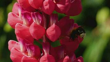 humla samlar nektar och pollen från de blommor av röd lupin, makro, långsam rörelse. video