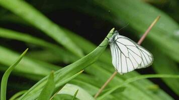 schwarz geäderter weißer Schmetterling aporia crataegi auf Tulpenblatt. weißer Schmetterling unter Raun video