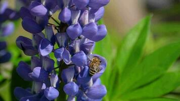 bi samlar nektar och pollen från de blommor av blå lupin. video