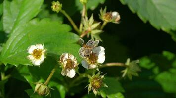 una abeja polinizando flores de fresa, recogiendo néctar video