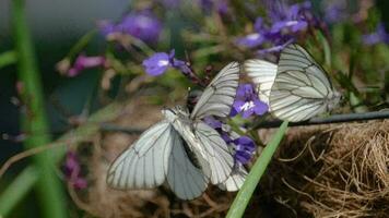 aporie crataegi zwart geaderd wit vlinder paring video