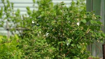 Aporia crataegi, Black Veined White butterfly in wild. White butterflies on blooming raspberry video