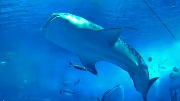 Whale shark swims in an aquarium photo