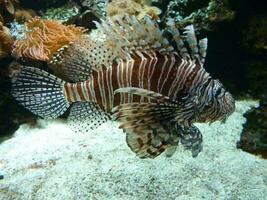 Lion fish in an aquarium photo