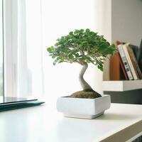 From Desk to Serenity Exploring Bonsai for Beginners in Bright, Colorful Student Apartment photo