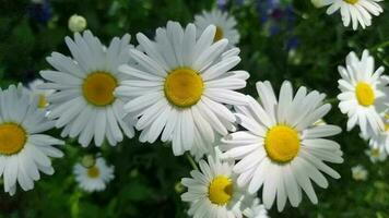 een schoonheid brights madeliefjes in een groen opruimen. bloemen detailopname. wit bloemblaadjes met een helder geel centrum. een bloem bed in de werf van een huis. video