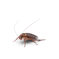 Close up american brown cockroach png