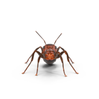 red ant formica rufa png