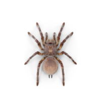 tarantula of spin png