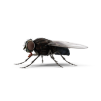 mosca insecto aislado png