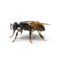 big drone bee or male honey bee png