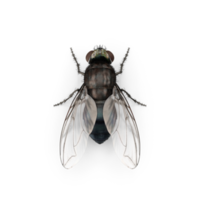 mosca insecto aislado png