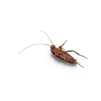 Close up american brown cockroach png