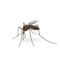 aedes aegypti mug png