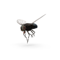 mosca inseto isolado png