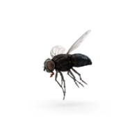 mosca insecto aislado png