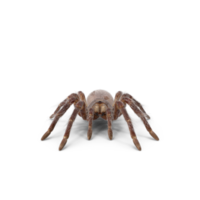 tarantula of spin png