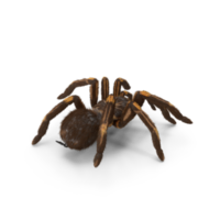 tarântula ou aranha png