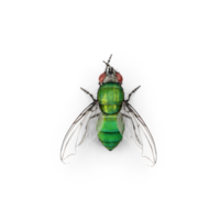 común verde mosca png