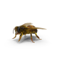 bee worker or female honey bee png