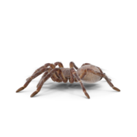 Tarantel oder Spinne png