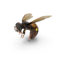 big drone bee or male honey bee png