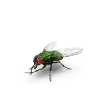 común verde mosca png