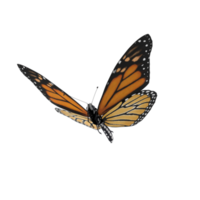 Monarch butterfly flying png