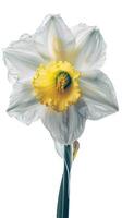 Stunning Image of Watercolor Daffodil Flower on Background. . photo