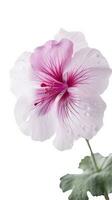maravilloso imagen de rosado geranios flor con agua gotas. generativo ai. foto