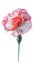 Amazing Image of Beautiful Carnation Flower on Transparent Background. Generative AI. photo